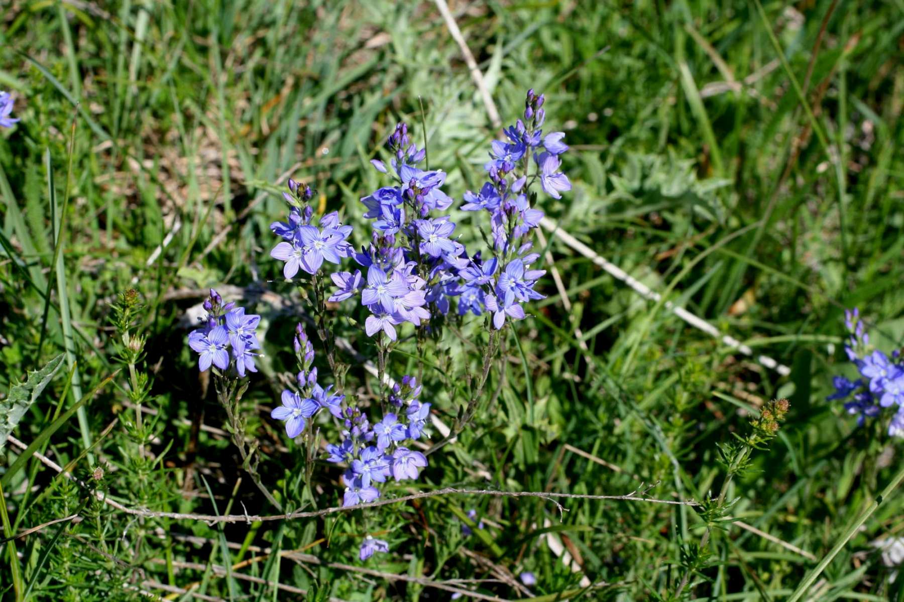 Plantaginaceae:Veronica sp.